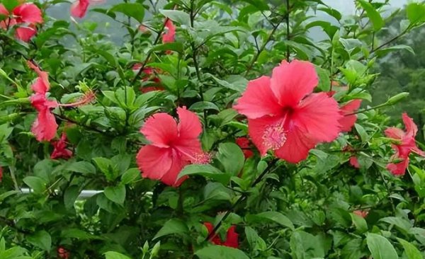 朱槿花的花语和寓意
