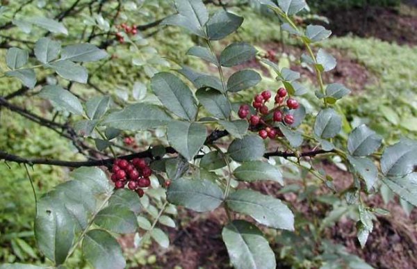 花椒种子怎样种才能出苗