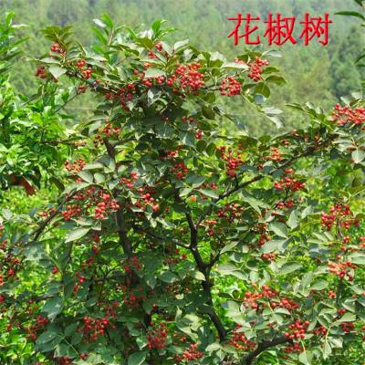 花椒种子怎样种才能出苗
