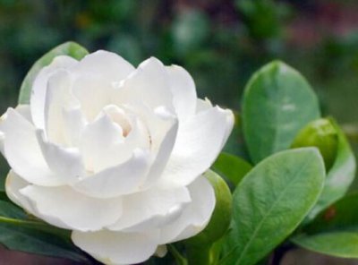 栀子花语和寓意 关于栀子花的象征意义