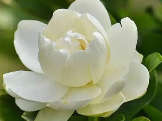 栀子花语和寓意