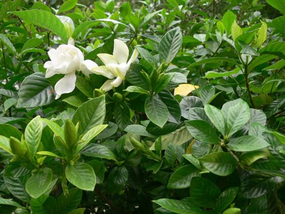 栀子花语和寓意
