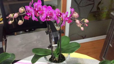 蝴蝶兰怎么养能出新根 蝴蝶兰快速发根的方法