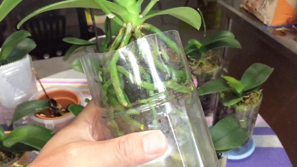蝴蝶兰怎么养能出新根