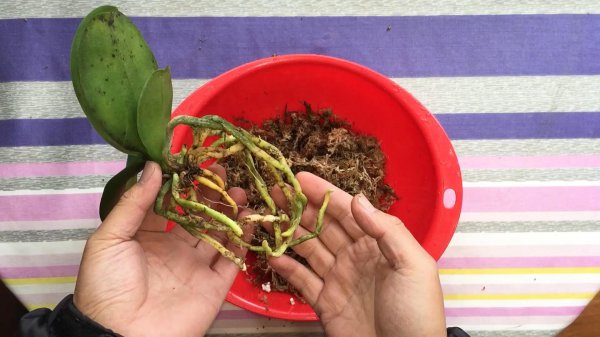 蝴蝶兰怎么养能出新根