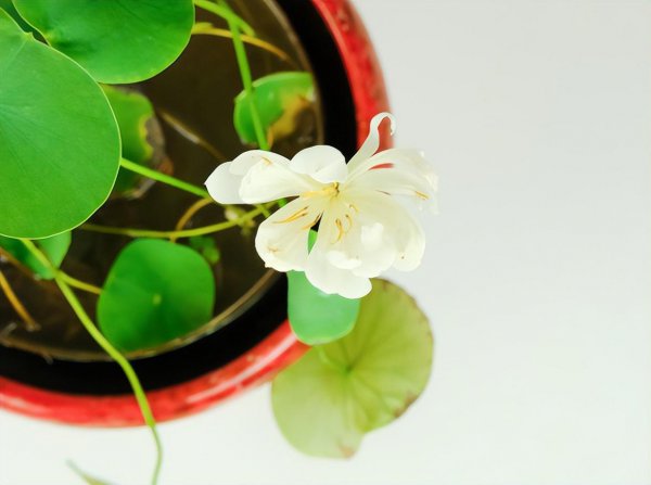 好养活的水生植物有哪些