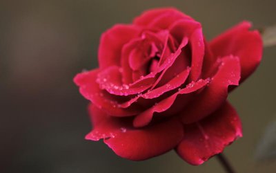 10支玫瑰代表什么意思 10朵玫瑰花的含义