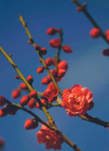 梅花的寓意是什么意思 梅花的花语与象征意义