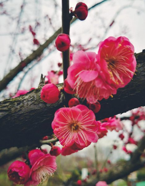 梅花的寓意是什么意思