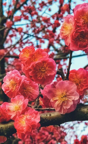 梅花的寓意是什么意思