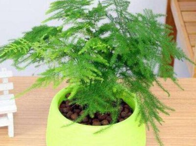 文竹的花语是什么 文竹的花语介绍