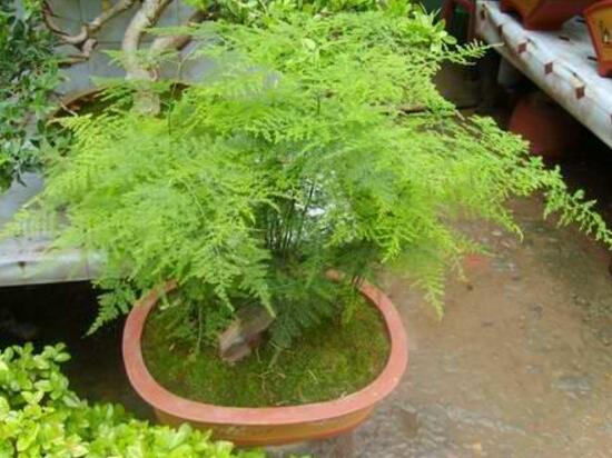 文竹的花语是什么
