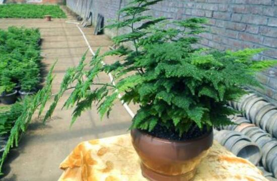 文竹的花语是什么