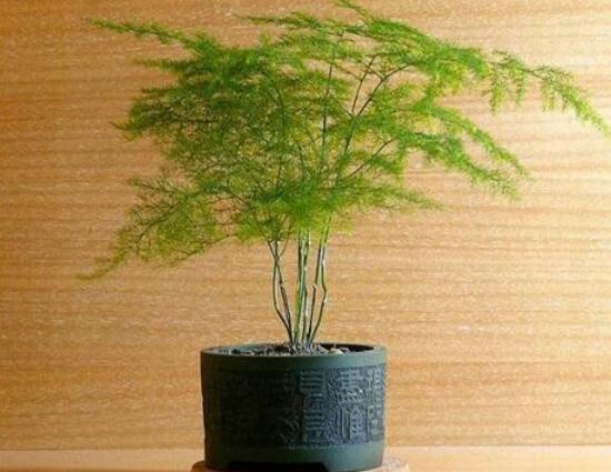 文竹的花语是什么