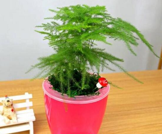 文竹的花语是什么