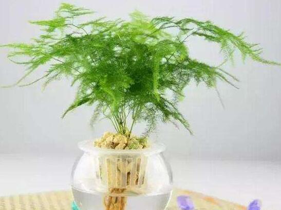 文竹的花语是什么