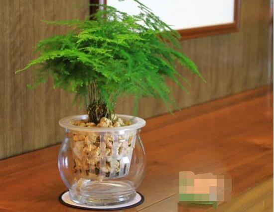 文竹的花语是什么