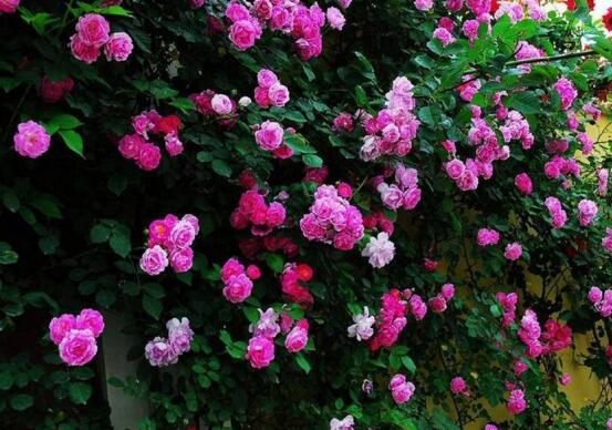 蔷薇花花语是什么