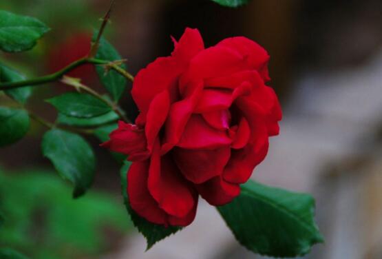 蔷薇花花语是什么