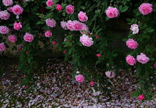 蔷薇花花语是什么
