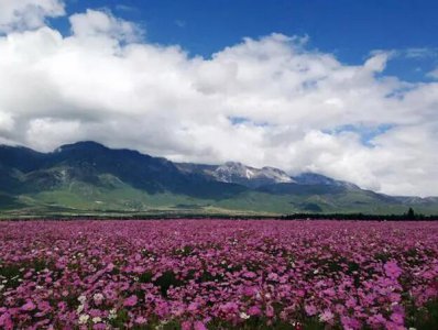 波斯菊的花语是什么 波斯菊的真正含义