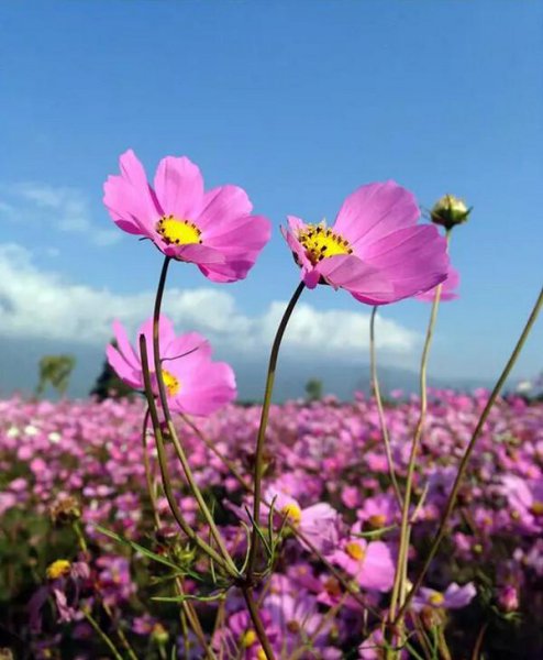 波斯菊的花语是什么