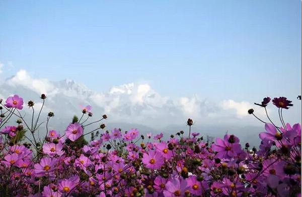 波斯菊的花语是什么