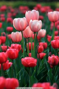 郁金花寓意代表什么 郁金香花语和象征