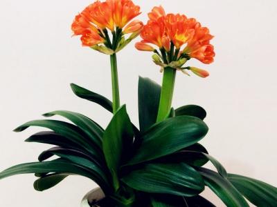 君子兰怎么栽好活