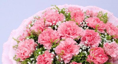康乃馨花语是什么 送母亲康乃馨朵数的含义