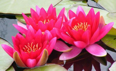 睡莲花语和寓意是什么 睡莲代表的含义