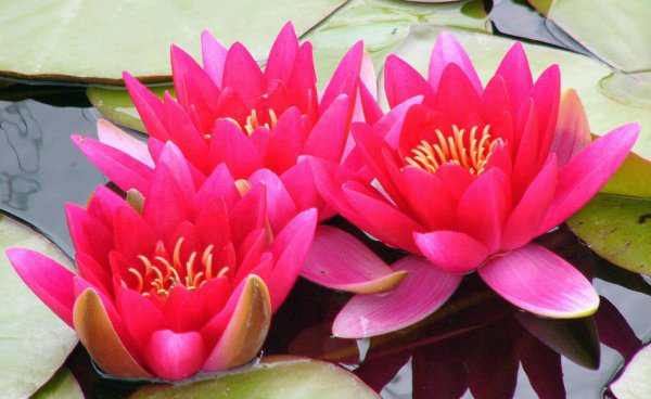睡莲花语和寓意是什么