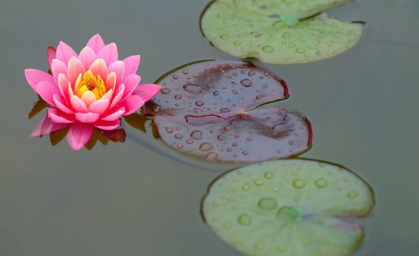 睡莲花语和寓意是什么