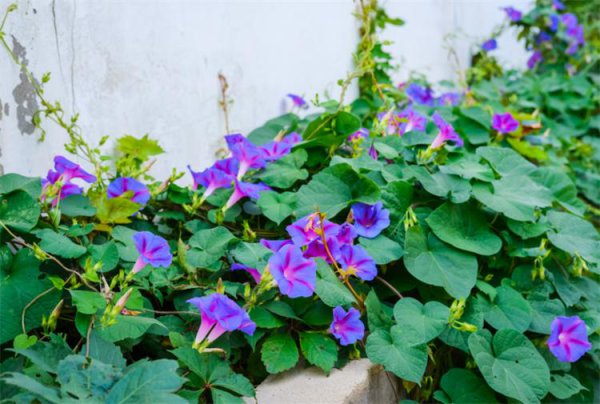 牵牛花花语什么意思