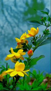 迎春花的花语是什么 迎春花花语及代表意义