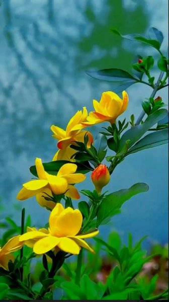 迎春花的花语是什么