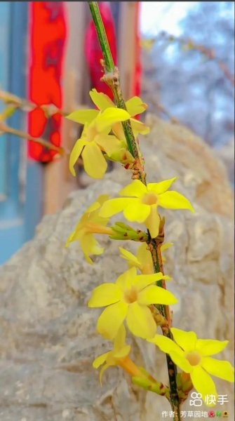 迎春花的花语是什么