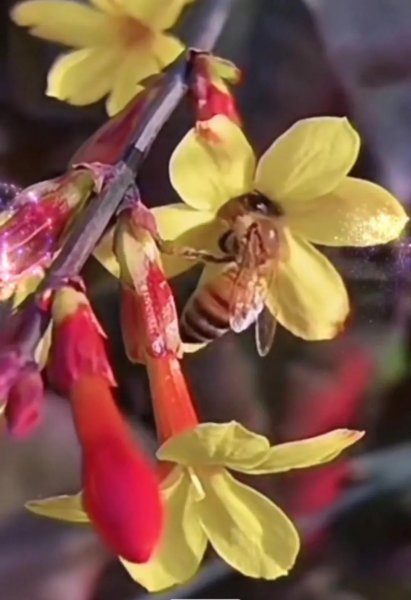 迎春花的花语是什么