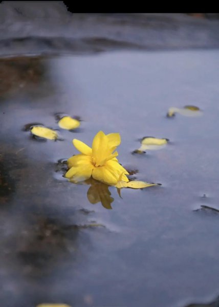 迎春花的花语是什么