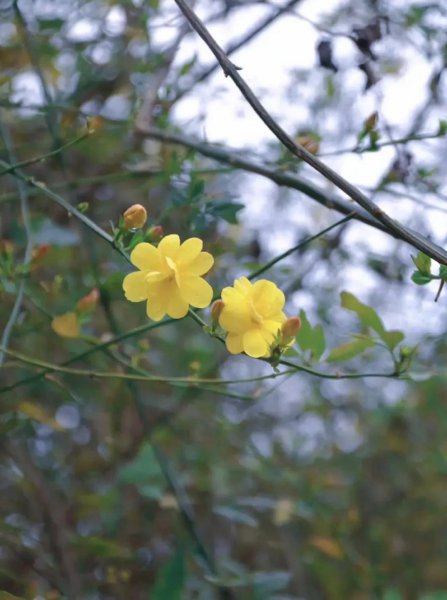迎春花的花语是什么