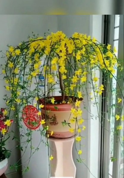迎春花的花语是什么