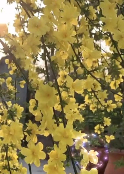 迎春花的花语是什么