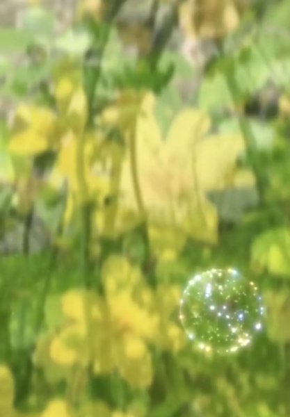 迎春花的花语是什么