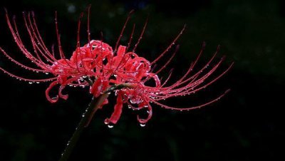 彼岸花语的意思是什么 了解彼岸花的真正含义