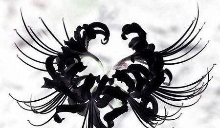 彼岸花语的意思是什么