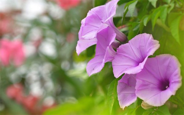 牵牛花的花语和寓意