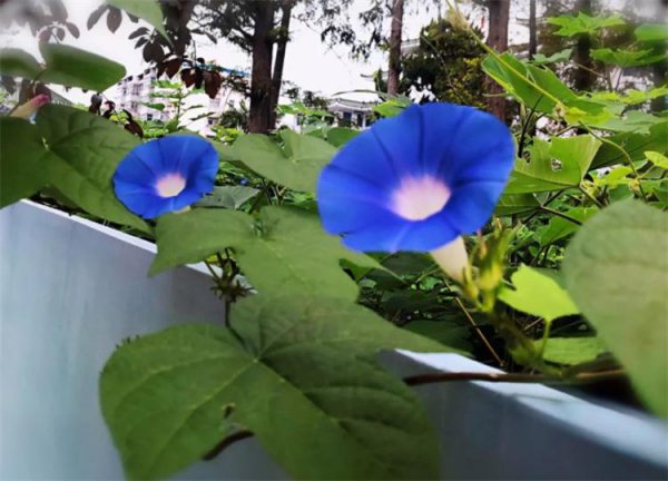牵牛花的花语和寓意