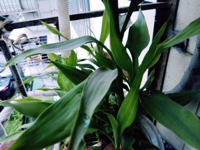 富贵竹如何护理 富贵竹日常养护方法及注意要点
