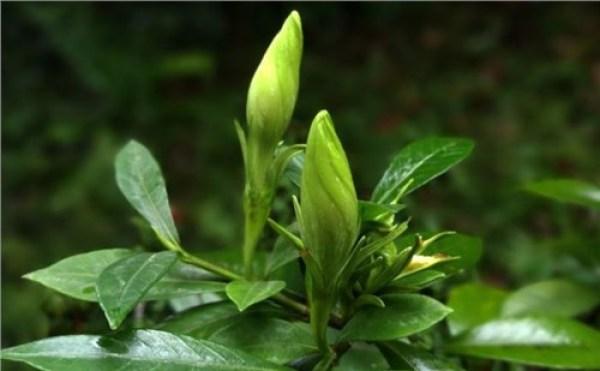 栀子花的花语是什么