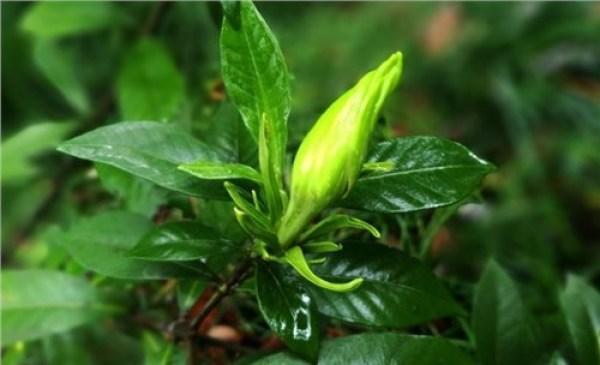 栀子花的花语是什么